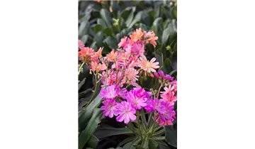 Gartenbaumschule Becker