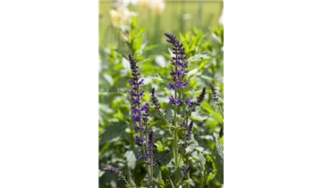 Gartenbaumschule Becker