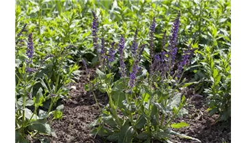 Gartenbaumschule Becker