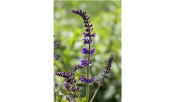 Gartenbaumschule Becker