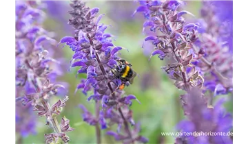 Gartenbaumschule Becker