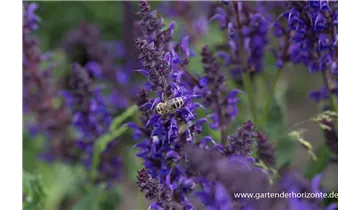 Gartenbaumschule Becker