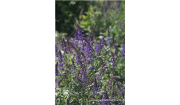 Gartenbaumschule Becker