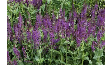 Gartenbaumschule Becker