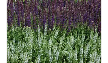 Gartenbaumschule Becker