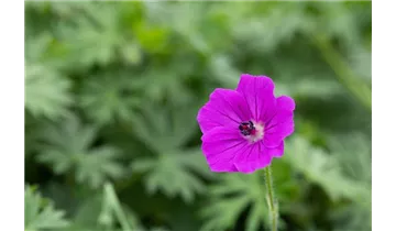 Gartenbaumschule Becker