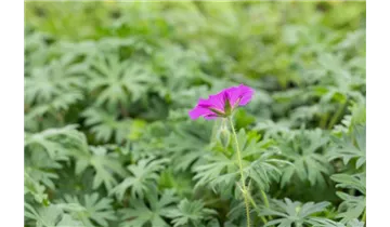 Gartenbaumschule Becker