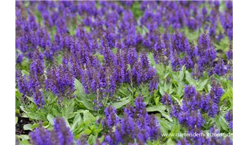 Gartenbaumschule Becker