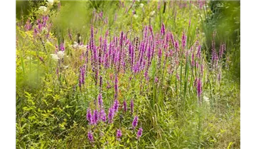 Gartenbaumschule Becker