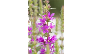 Gartenbaumschule Becker