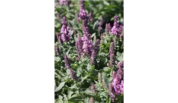 Gartenbaumschule Becker