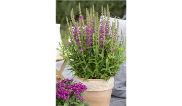 Gartenbaumschule Becker