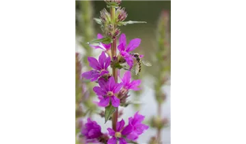 Gartenbaumschule Becker