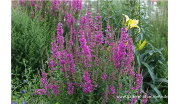 Gartenbaumschule Becker