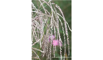 Gartenbaumschule Becker