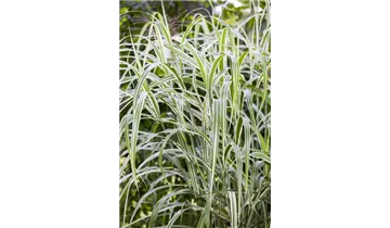 Gartenbaumschule Becker