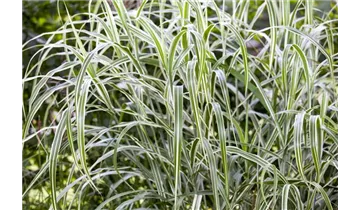 Gartenbaumschule Becker