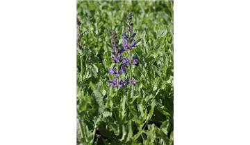 Gartenbaumschule Becker