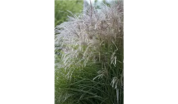 Gartenbaumschule Becker