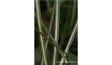 Gartenbaumschule Becker