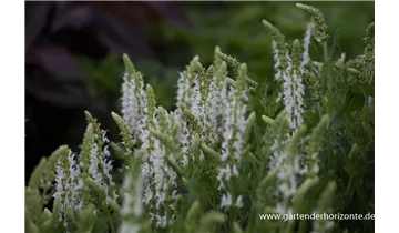 Gartenbaumschule Becker