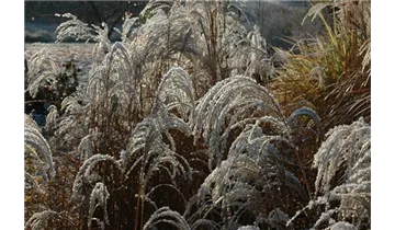 Gartenbaumschule Becker