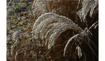 Gartenbaumschule Becker