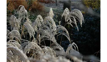 Gartenbaumschule Becker
