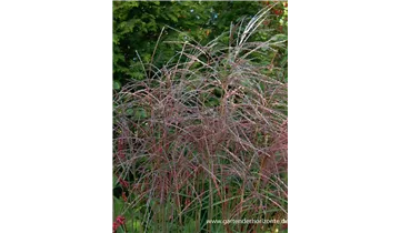 Gartenbaumschule Becker