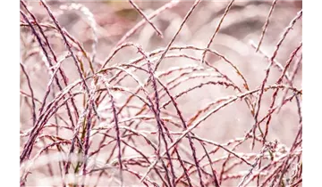 Gartenbaumschule Becker