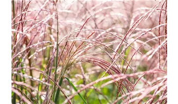 Gartenbaumschule Becker