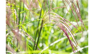 Gartenbaumschule Becker