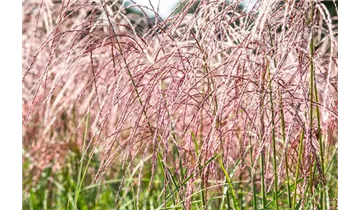 Gartenbaumschule Becker