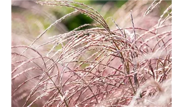 Gartenbaumschule Becker