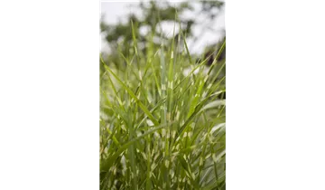 Gartenbaumschule Becker