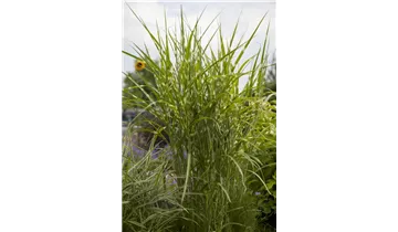 Gartenbaumschule Becker