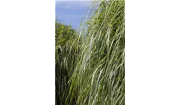 Gartenbaumschule Becker