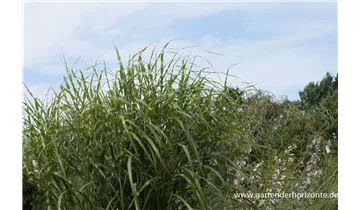 Gartenbaumschule Becker