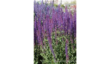 Gartenbaumschule Becker