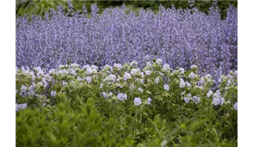 Gartenbaumschule Becker