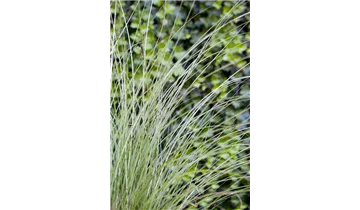 Gartenbaumschule Becker