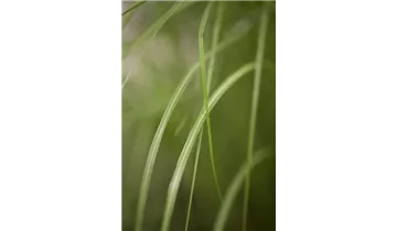 Gartenbaumschule Becker