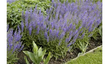 Gartenbaumschule Becker