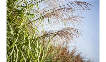 Gartenbaumschule Becker