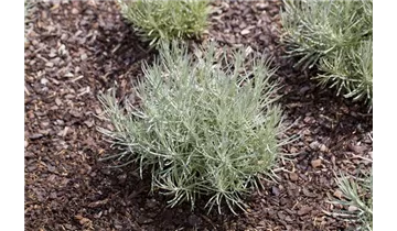 Gartenbaumschule Becker