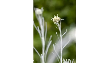 Gartenbaumschule Becker