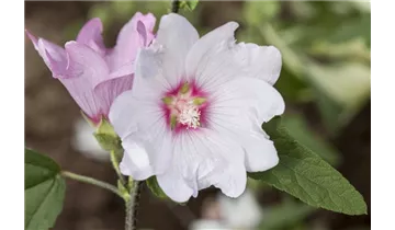 Gartenbaumschule Becker