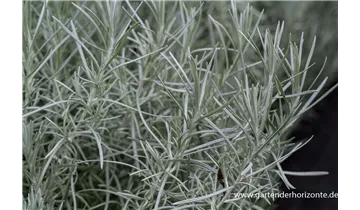 Gartenbaumschule Becker