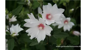 Gartenbaumschule Becker