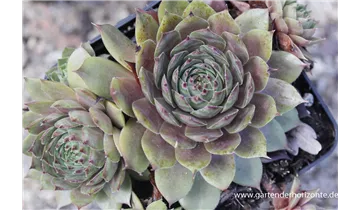 Gartenbaumschule Becker